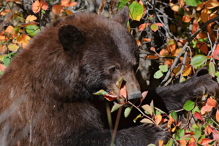 _MIK3422.jpg - Same bear again (different berries).