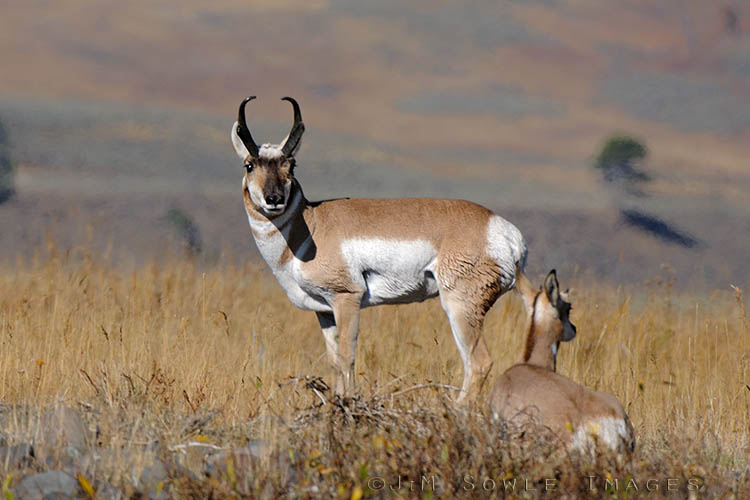 _MIK3769.jpg - Pronghorn Antelope in the Lamar Valley.