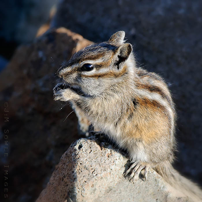 _MIK4192.jpg - This cute little Chipmunk was roaming around the rocks in the later afternoon near Pelican Creek (Hayden Valley).