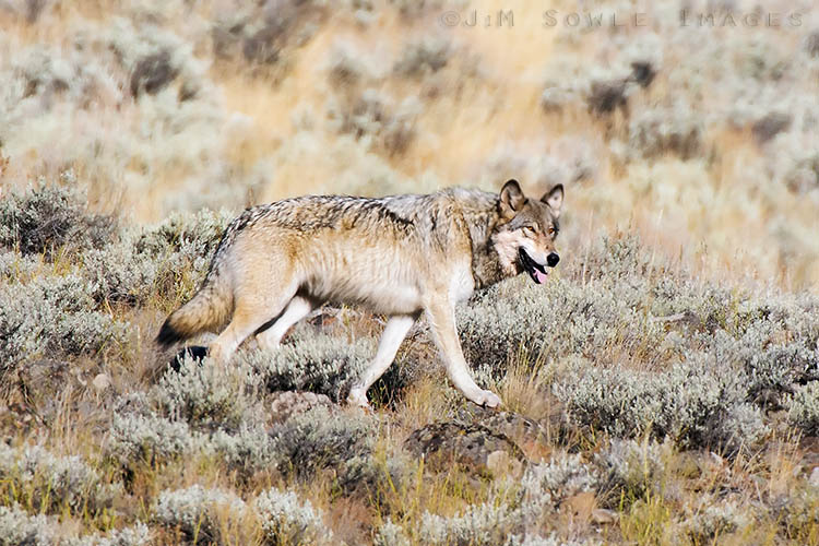 _MIK4662_2.jpg - Another shot of the alpha female of the Lamar Canyon pack, as she headed back to the Elk carcass the pack took down during the previous night.