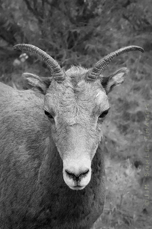 _MIK5329.jpg - Ewe! This Bighorn Sheep posed for us near Gardiner, MT (North Entrance Road).
