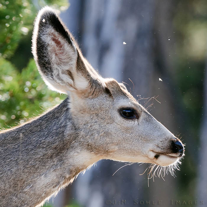 _MIK5576.jpg - The huge radar-dish ears mark this baby buck as a Mule Deer.  You can see where the little antlers are beginning to sprout.  You'd think that would have to hurt!  Near Dunraven Pass.