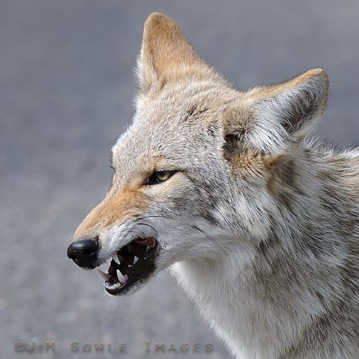 _MIK5720_2.jpg - This friendly little Coyote looks so fierce in this shot, but he's really just licking his lips...