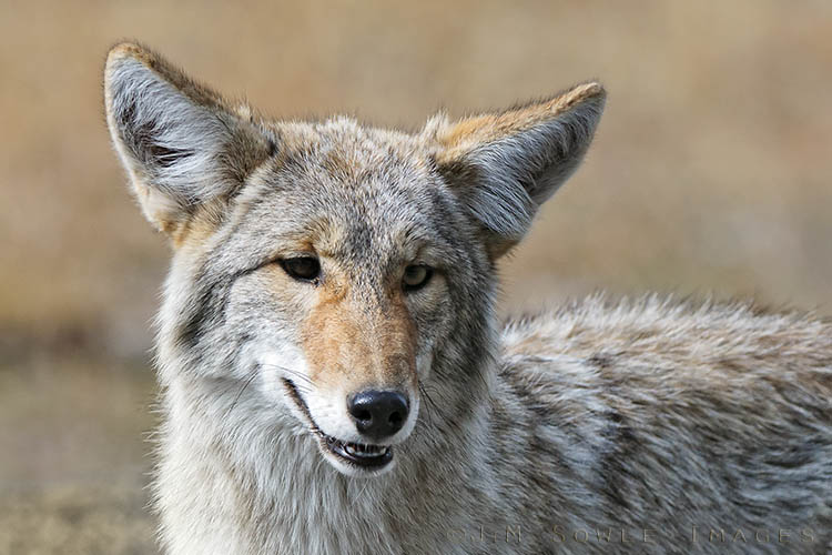 _MIK5740_A.jpg - See what I mean?  He looks much less fierce in this shot.  In fact, he kindof has that 'take me home and feed me' look going.  Coyote in the Hayden Valley.