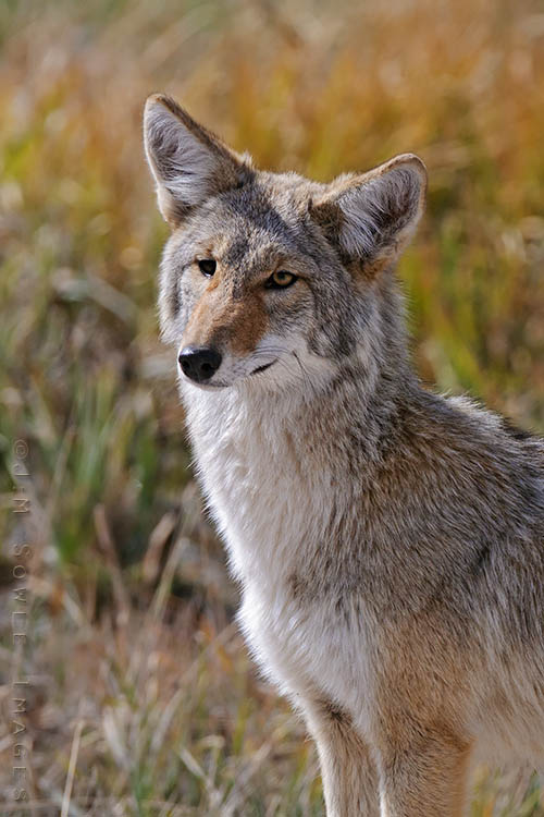_MIK6012.jpg - This Coyote has one good eye.  The right eye has no pupil or iris -- it's just a swirl of very dark brown.  Hayden Valley.