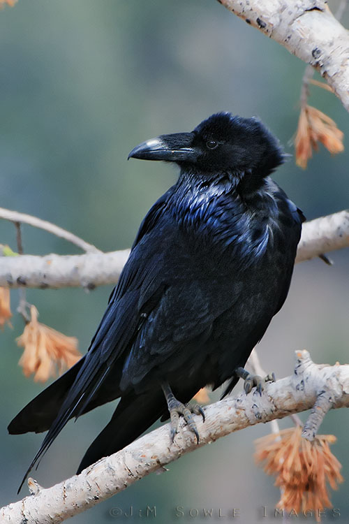 _MIK6049.jpg - This trip was the first time I had ever seen a Raven dive down and take a field mouse -- just like a raptor.  Ironically, I got this Raven shot near Dunraven Pass.