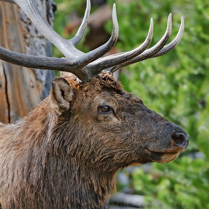 _MIK6270.jpg - A bull Elk near West Thumb.  Elk are one of the largest species of deer in the world, and one of the largest mammals in North America.  We saw this guy during our drive down to Jackson.
