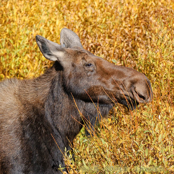 _MIK6420_A.jpg - This female Moose has hanging around with a young bull near Jackson; Grand Tetons NP.  The  branches near her face are bare of leaves because she just stripped them off and ate them -- yum!