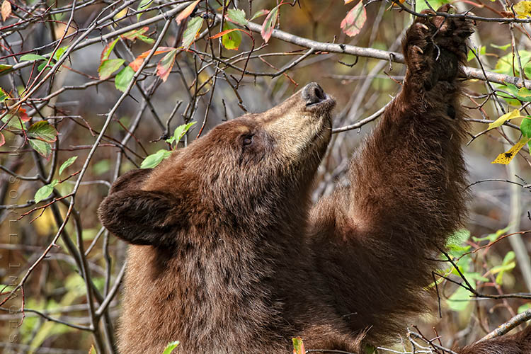 _MIK6490_A.jpg - There is a road that runs from a town called Moose to a town called Wilson.  That road is aptly named the Moose Wilson Road.  On that road there are trees and bushes that were simply loaded with berries.  Stalking said berries was one Black Bear.  Grand Teton National Park.