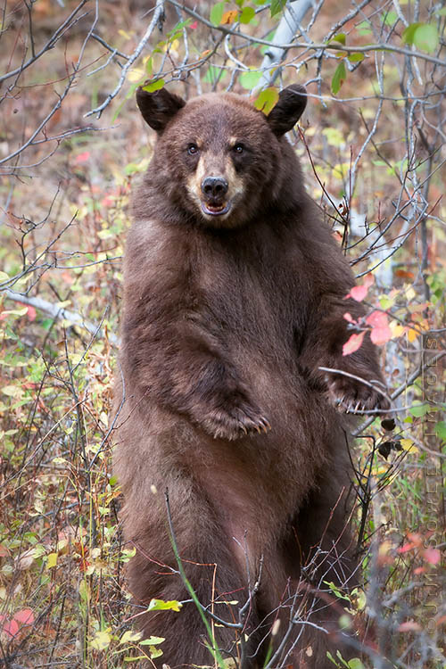 _MIK6543.jpg - Although it might look like this black bear is standing in challenge, it's really just reaching up for some berries! Grand Tetons National Park.