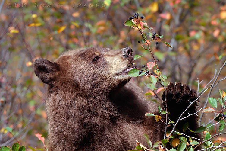 _MIK6564.jpg - A Black Bear climbing to the top of a berry tree.  Grand Tetons.