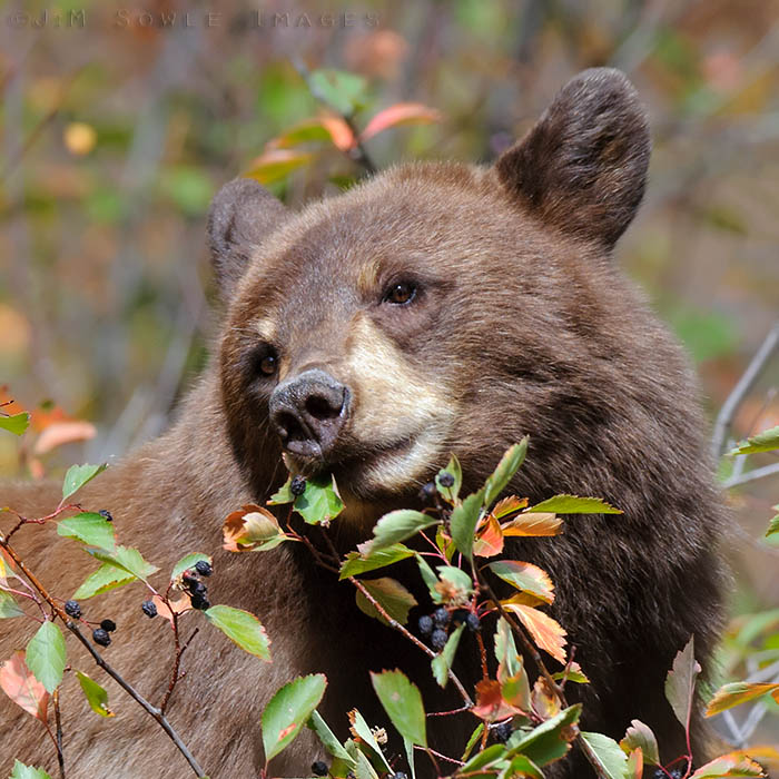 _MIK6718.jpg - This Black Bear is actually scrambling about at the top of a small berry tree, looking for more... berries!