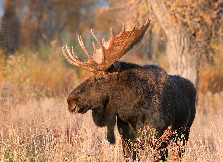 _MIK6932_A.jpg - A bull Moose in the very last rays of afternoon light.  He had just risen from his nap to go for a little feed.  He asked the missus to go with him, but she was not interested.