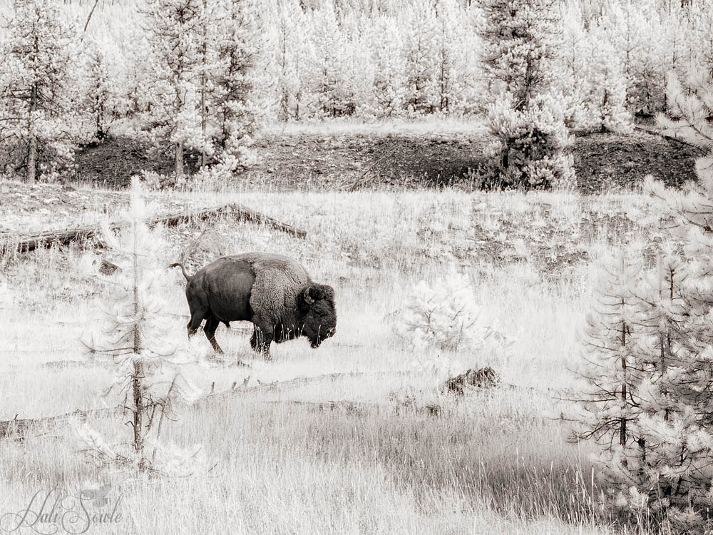 2015_09_13_Yellowstone-10075-Edit1000.jpg - As we drove into Yellowstone from West Yellowstone we saw a lone bison near a pullout off the road next to the Madison River.  He was slowly making his way through the scrub trees and brush.  Infrared Image 720nm.