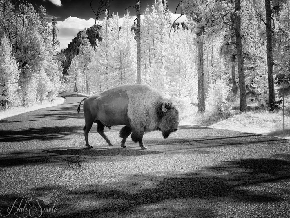 2015_09_13_Yellowstone-10094-Edit1000.jpg - The same bison as he ambled across the access road to the parking area near the Madison River.  Infrared Image 720nm