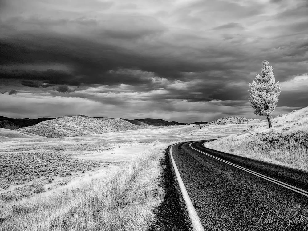 2015_09_14_Yellowstone-10284-Edit1000.jpg - Along the northern part of the Grand Loop Road between Mammoth and Tower Junction.  Infrared Image, 720 nm.