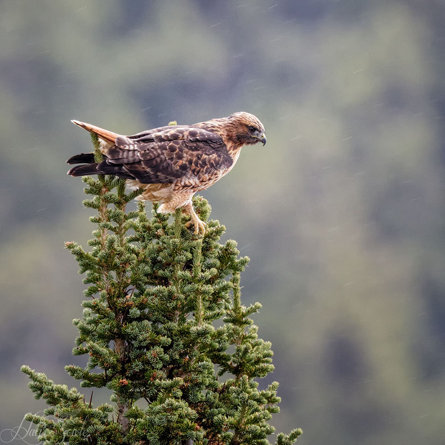 2015_09_15_Yellowstone-10316-Edit1000-2.jpg - Western Red Tailed Hawk braving the rain at Dunraven Pass
