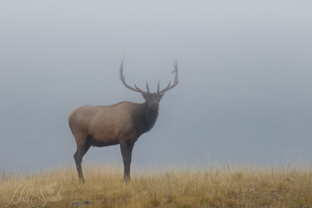 2015_09_16_Yellowstone-10057-Edit1000.jpg - Bull Elk in the rain and mist just outside of the town of Mammoth.  It was another morning where it was raining anywhere from a drizzle to an outright downpour, but that's why we have raincoats for our cameras and ourselves!