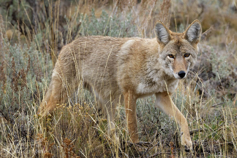 2015_09_16_Yellowstone-10464-Edit1000.jpg - Coyote on the hunt for another tasty mouse treat