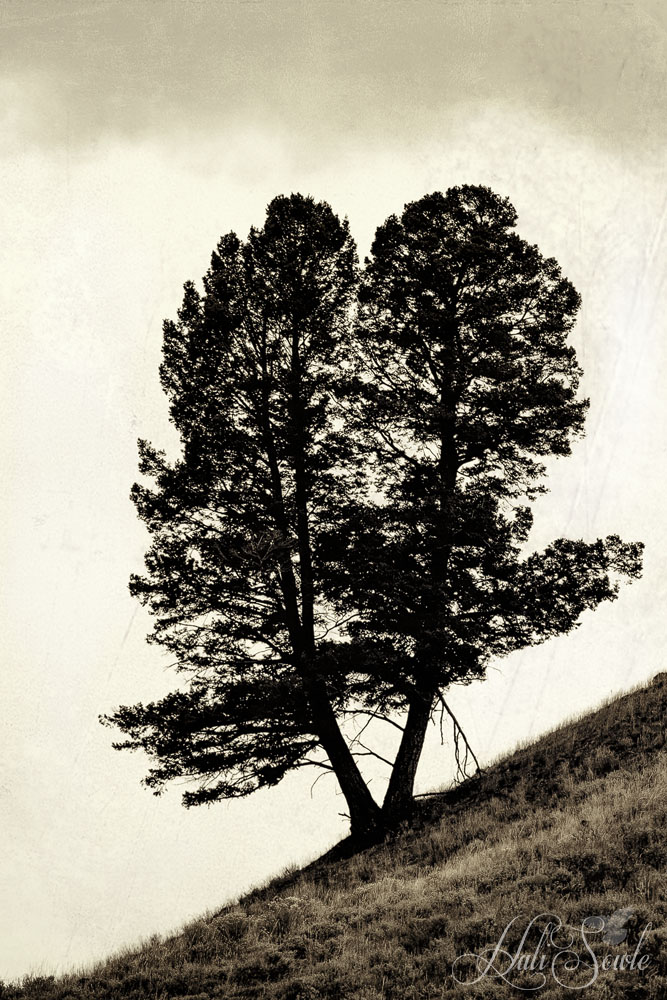 2015_09_16_Yellowstone-10778-Edit1000.jpg - Twinned tree on a hillside, Lamar Valley.  Textured and sepia toned.