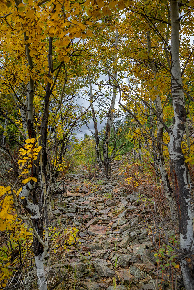 2015_09_17_Yellowstone-10101-Edit1000.jpg - We went looking for Pika at Hellroaring trail head.  There were some pretty Aspens in their fall glory and this little trail to nowhere