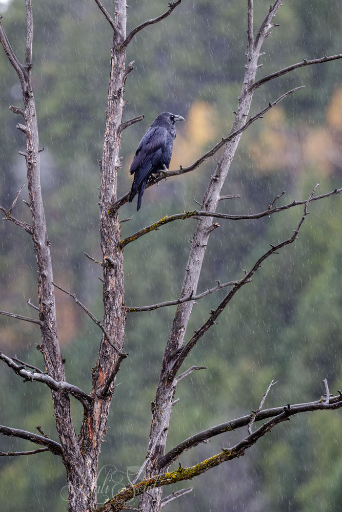 2015_09_17_Yellowstone-10144-Edit1000.jpg - And yup, it was raining again, later in the morning after looking for Pika at Hellroaring trail head, but like this raven we persevered and kept driving.  How else could we have put nearly 3000 miles on our rental car in 2 weeks?