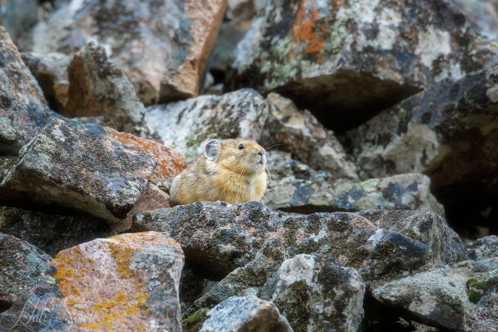 2015_09_17_Yellowstone-10590-Edit1000.jpg - Pika!!  We found this little guy in the massive rockpile at Hellroaring trailhead.