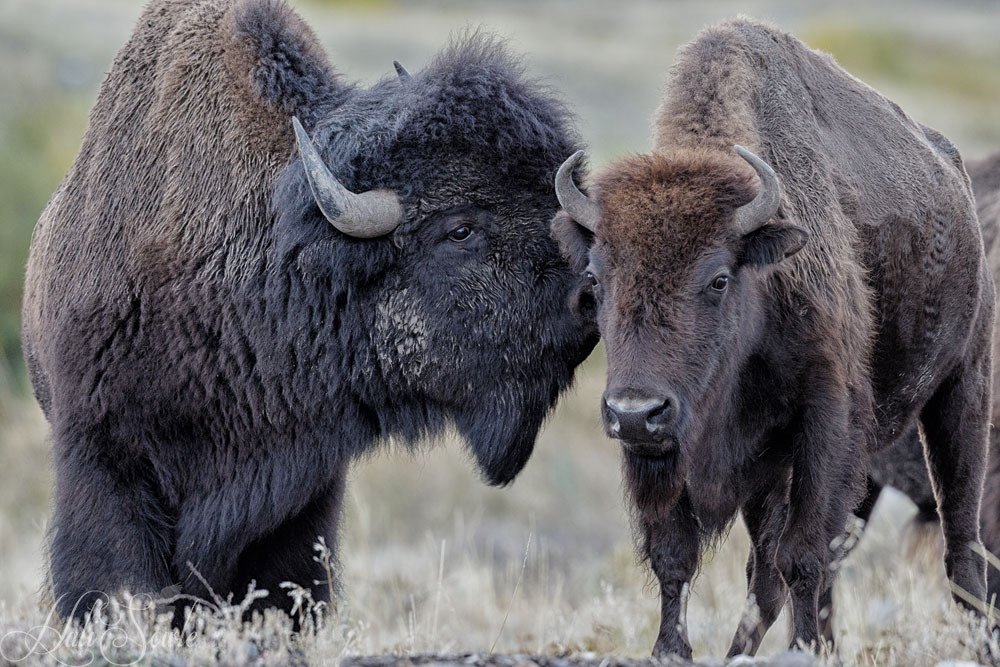 2015_09_17_Yellowstone-10665-Edit1000.jpg - Let me tell you a secret, or maybe whisper sweet bison nothings in your ear. (She doesn't seem all that impressed)