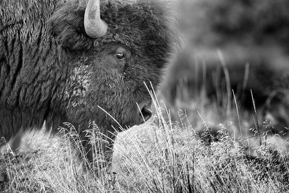 2015_09_17_Yellowstone-10697-Edit1000.jpg - Portrait of a bison