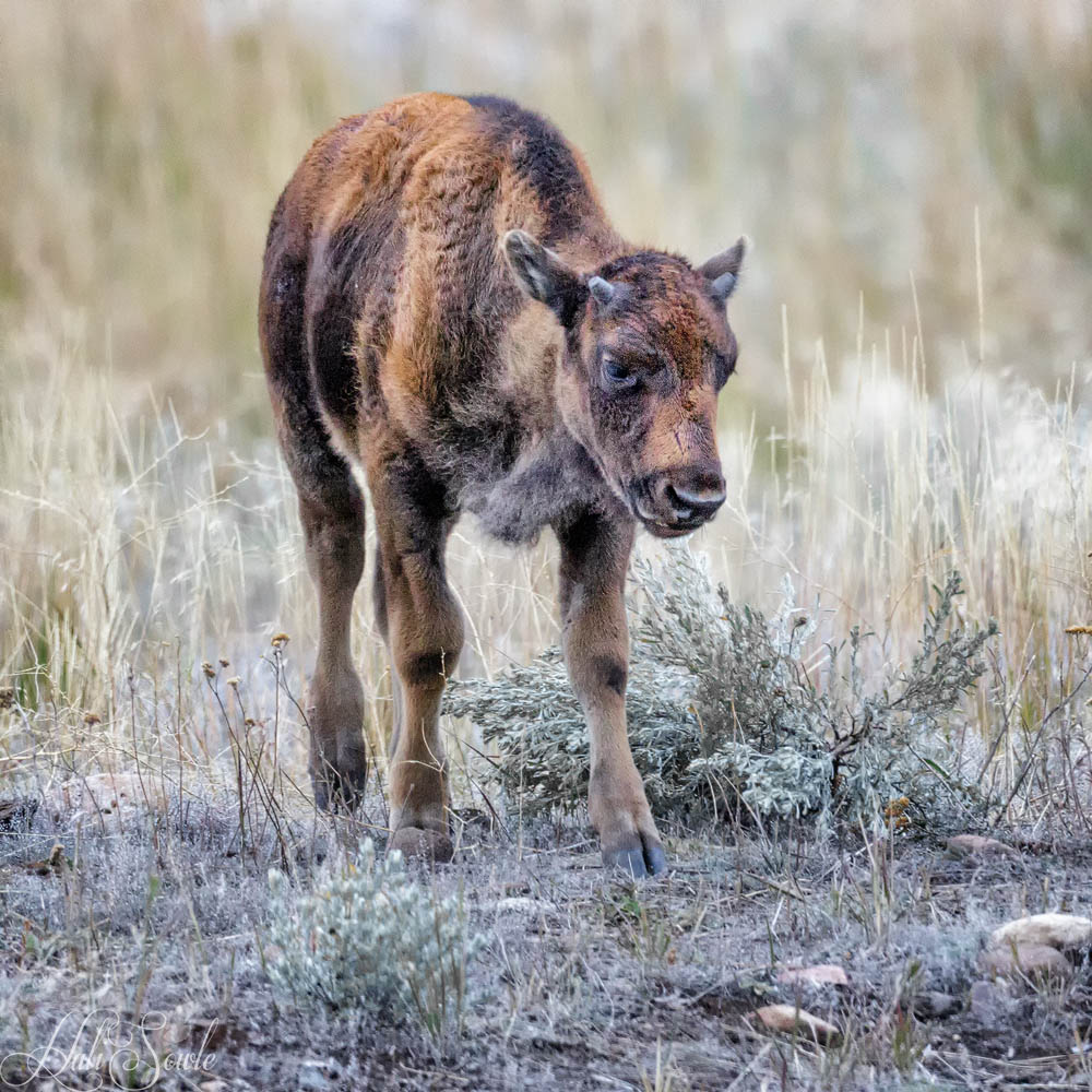 2015_09_17_Yellowstone-10839-Edit1000.jpg - It is usual to see the red calves in spring, by the time fall comes around they have all gotten much bigger and lose that red coat.  This redcoat must have been a bit of a late season surprise.