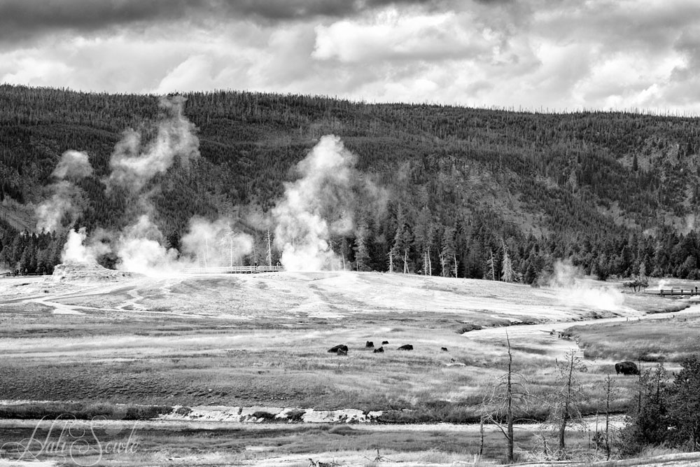 2015_09_18_Yellowstone-10443-Edit1000.jpg - We saw a few Bison in the grassy areas of Geyser Hill.  I have read that in the winter they tend to congregate there because of the warmth.