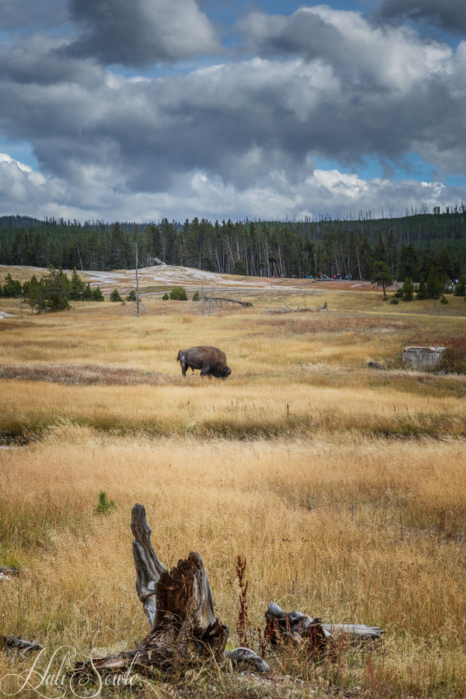 2015_09_18_Yellowstone-10450-Edit1000.jpg - Bison on Geyser Hill