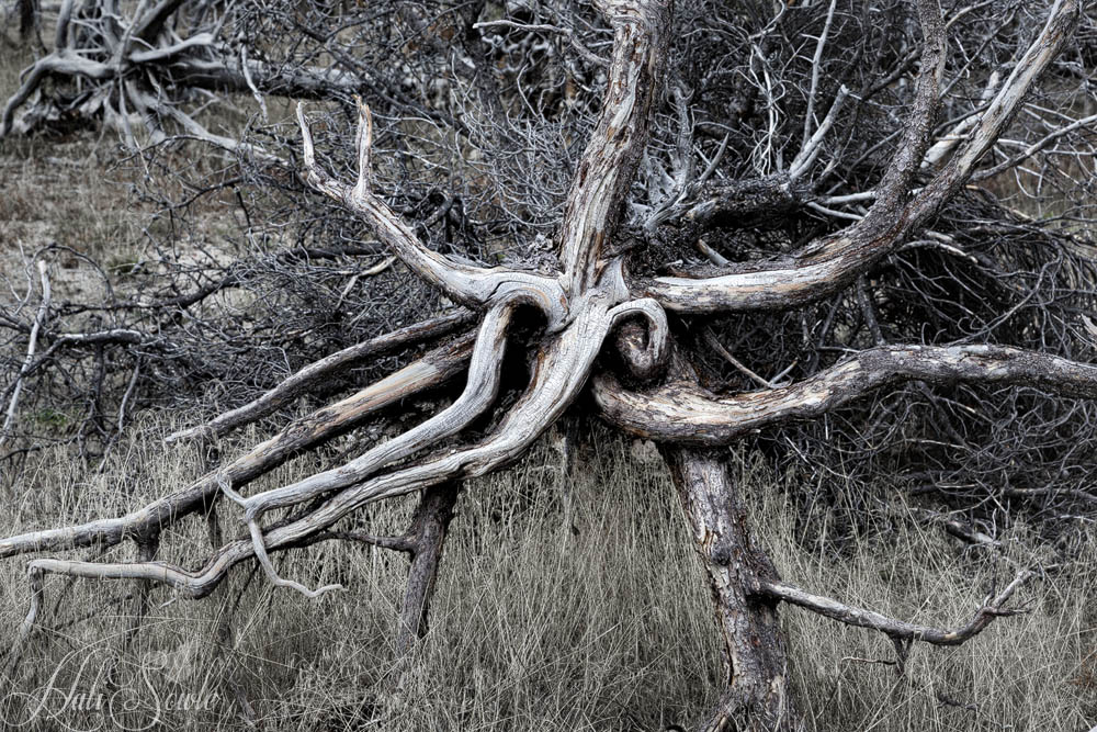 2015_09_18_Yellowstone-10475-Edit1000.jpg - There were areas of dead trees where they had been killed off by the poisonous waters seeping out from the geysers. I thought this one almost had a face - it reminded me of an Ent