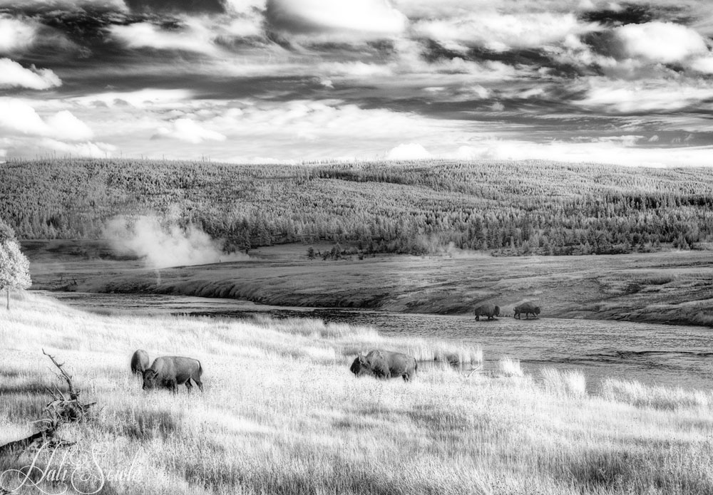 2015_09_18_Yellowstone-10852-Edit1000.jpg - Leaving Upper Geyser Basin, it was getting close to dusk.  Not far from the turnoff we came across this group of Bison crossing the road down to the Yellowstone River.  It took them a while but a few finally decided to cross. Infrared Image 720nm