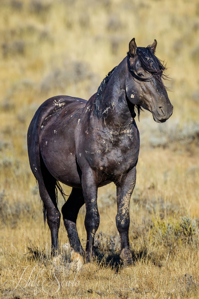 2015_09_20_Yellowstone-10055-Edit1000.jpg - We spent two days looking for wild horses at McCullough Peak Wild Horse Management Area outside of Cody. This old guy was one of the first two we saw.  It was interesting to see how differently wild horses interact with each other as compared to domestic horses.