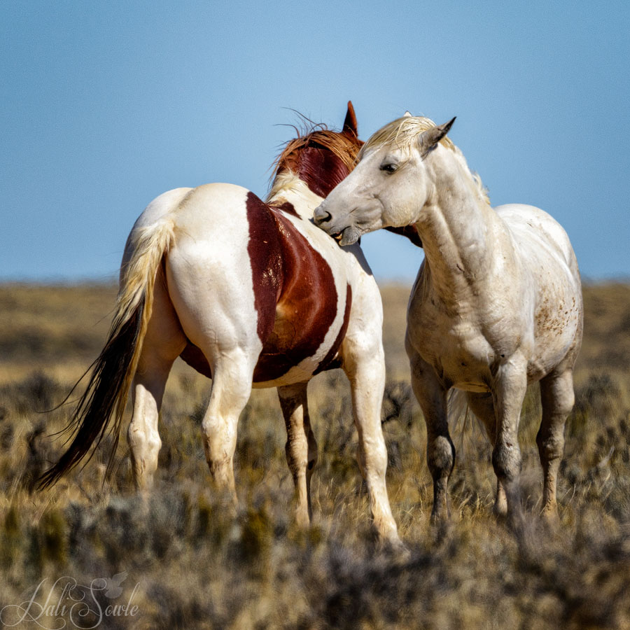 2015_09_20_Yellowstone-10347-Edit1000.jpg - Apparently this back biting behavior is not aggressive but sometimes, it does draw blood.  These two spent a lot of time together nuzzling and hanging their necks over each other but then they bit each other, and went back to nuzzling right after.