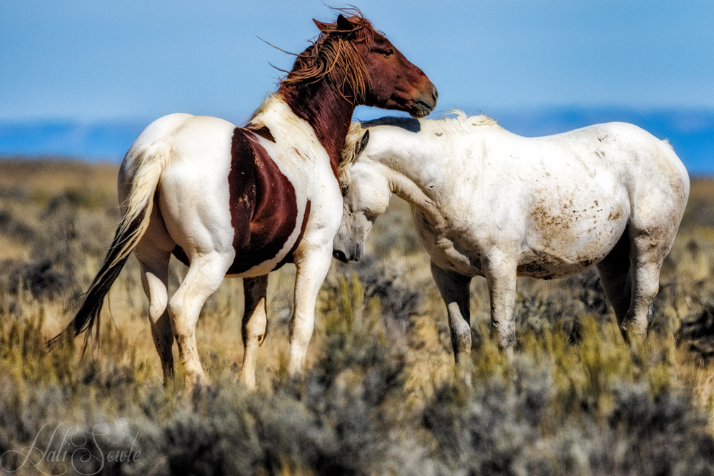 2015_09_20_Yellowstone-10362-Edit1000.jpg - You can see where the white stallion drew blood on the paint, then they bumped heads, rubbed necks and went back to biting each other.