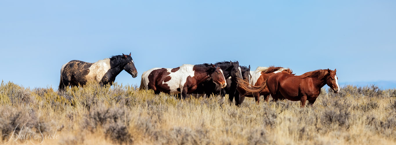 2015_09_20_Yellowstone-10467-Pano-Edit1000.jpg - Part of the herd of wild horses we found after a slightly hair raising drive.