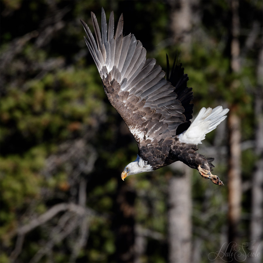 2015_09_21_Yellowstone-10150-Edit1000.jpg - The bald eagle that we patiently watched for a half an hour finally decided to leave its perch on the tree.