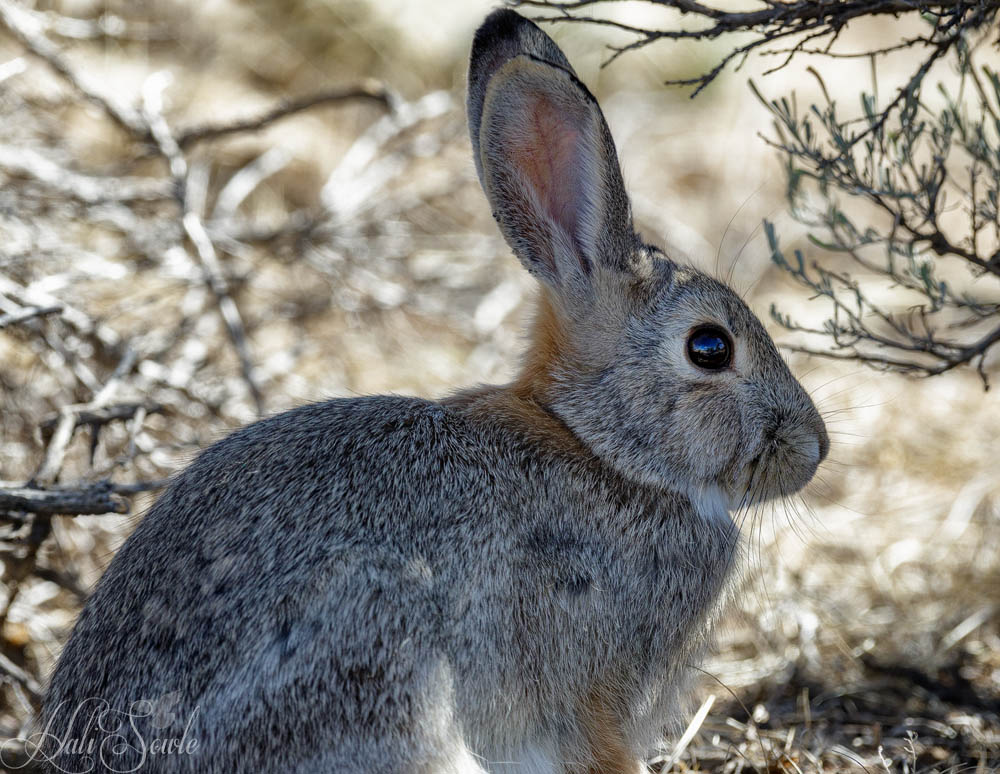 2015_09_21_Yellowstone-10592-Edit1000.jpg - Near the entrance to McCullough Peaks WHMA we saw a few of these big jackrabbits.  We were finally able to get a picture of one, after chasing after him for a while.