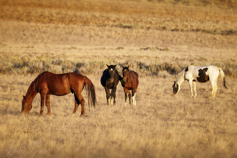 2015_09_21_Yellowstone-10674-Edit1000.jpg - The second day we went looking for the wild horses was less exciting but more frustrating.  We finally found them at sunset and we ran, cameras on shoulders to try and capture a few images in the beautiful light before the horses got covered by shadow.  You can just see the shadow line at the very bottom of the image.