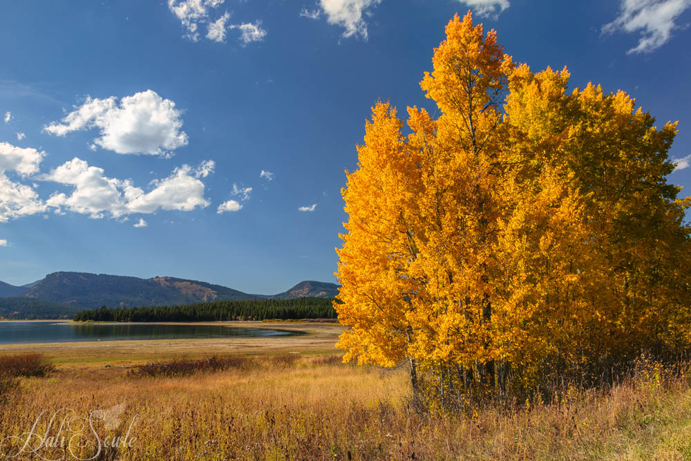 2015_09_22_Yellowstone-10161-Edit1000.jpg - We took this second trip to the Yellowstone/Grand Tetons area 2 weeks earlier than our last trip in hopes of catching the peak color in the Aspen trees.  In some places, like this, we got lucky.