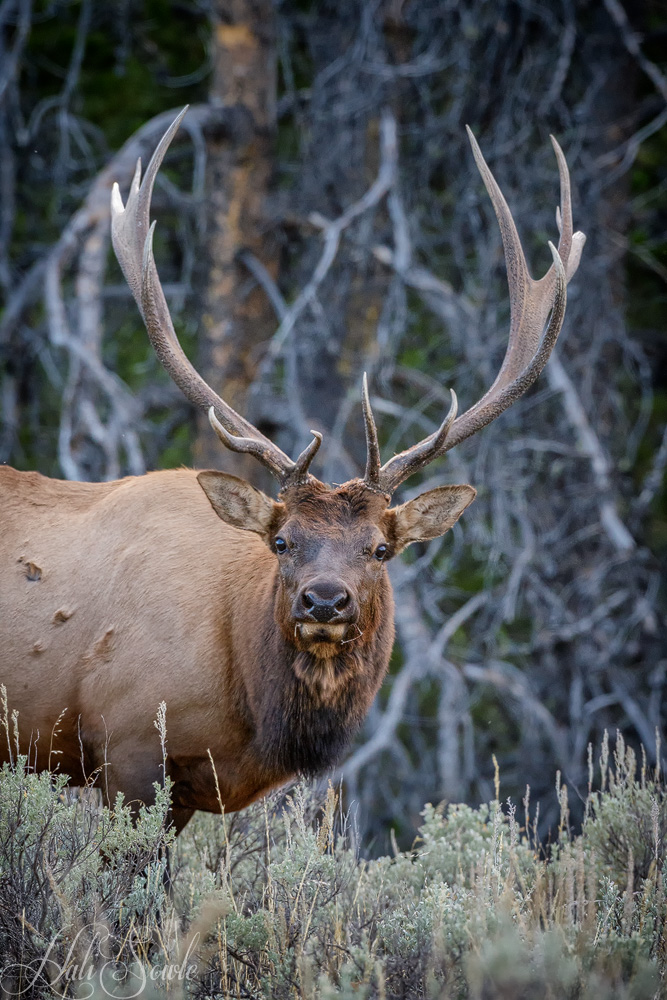 2015_09_23_Yellowstone-10620-Edit1000.jpg - We saw this bull Elk at the very end of the day as we finished a drive around Jenny Lake.  He was pretty content to graze, stop and look over at us and graze some more.  Unlike many other elk sightings there were only about 5 us of staying a respectful distance back.