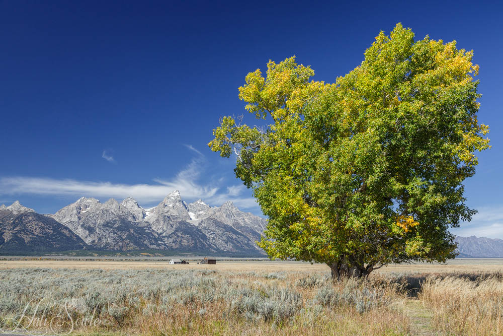 2015_09_24_Yellowstone-10241-Edit1000.jpg - I loved this tree off the side road that led past the Mormon row houses.