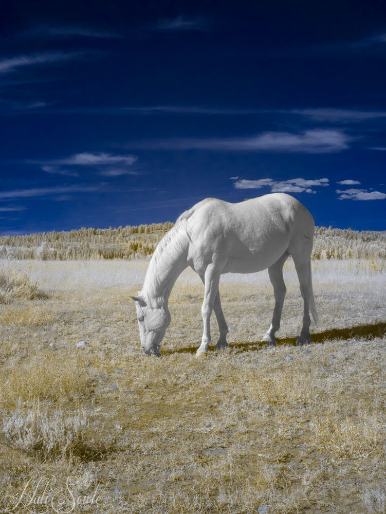 2015_09_24_Yellowstone-10336-Edit1000.jpg - Driving the east road in Grand Teton (route 26/191) north past Schwabachers landing and the Snake River Overlook there were a series of ranches -- one had horses that came close to the fence.  The difference between these horses and wild horses was pretty striking.  Infrared Image, 720nm.  Faux Color.
