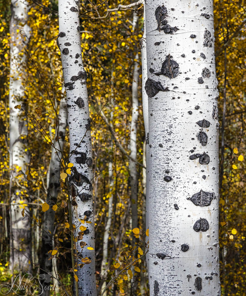 2015_09_24_Yellowstone-10459-Edit1000.jpg - Aspen tree trunks.  I love the textures and colors of aspen tree trunks and leaves.