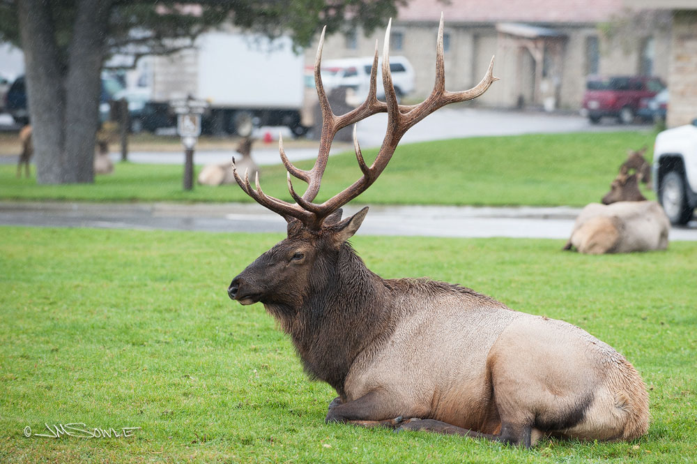 _JIM0079.jpg - The biggest tourist attraction in Mammoth is the herd of Elk that constantly wander throughout the town.  This shot shows one of the bigger bulls lounging near the town square on a rainy day.