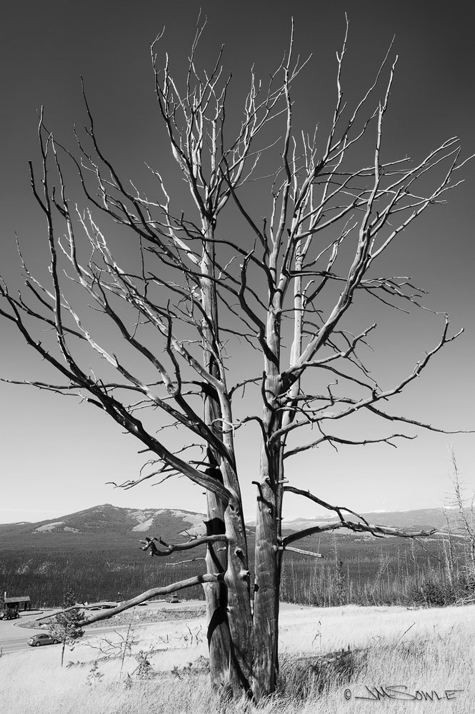 _JIM0398.jpg - A tree along the road up to the Mount Washburn parking area.  Dunraven Pass.