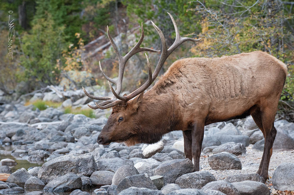 _JIM1004.jpg - A beautiful bull Elk drinking from Jenny Lake at dusk.