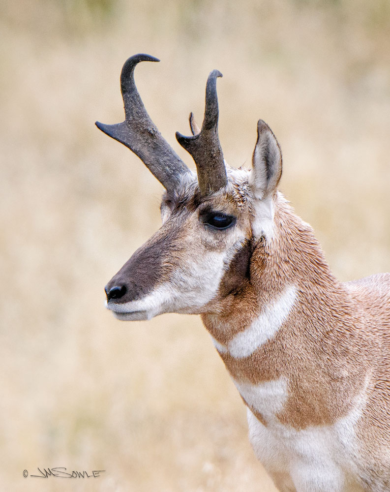_JMS0412.jpg - The Pronghorn Antelope (AKA Prong Buck) is the fastest land mammal in the Western Hemisphere.  We watched one male chasing another at full speed, and they are F-A-S-T!  They are so much faster than any living predator that it has been speculated that the Pronghorn speed evolved to evade predators that have since become extinct.  They can run 55 mph!
